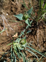 Euphorbia clava