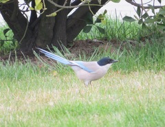 Cyanopica cyanus