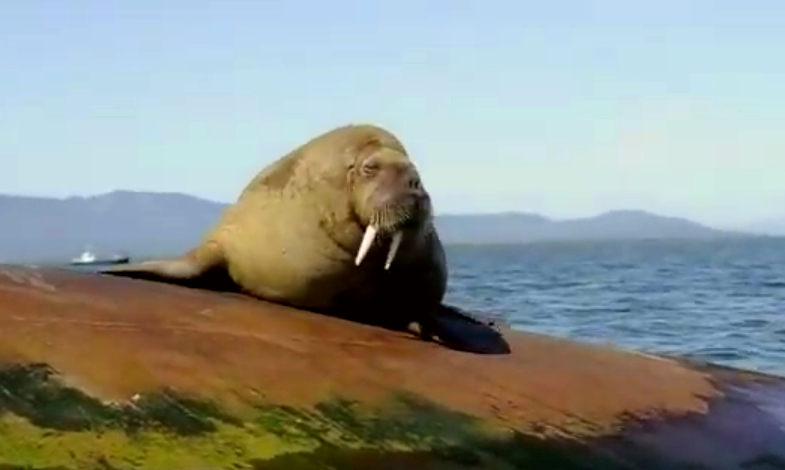 Walrus (Odobenus rosmarus) · iNaturalist