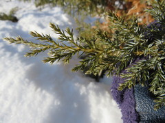 Juniperus