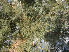 Juniperus