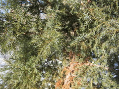 Juniperus