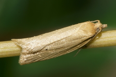 Clepsis leucaniana