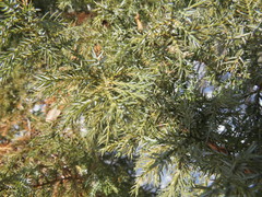 Juniperus