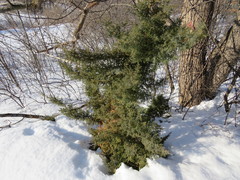 Juniperus