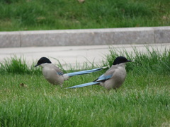 Cyanopica cyanus