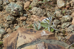 Euchloe transcaspica