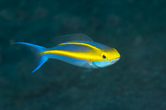 Purple Threadfin-Bream photo 4
