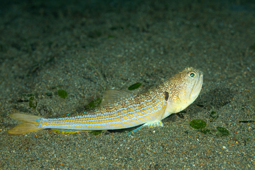 Trachinocephalus