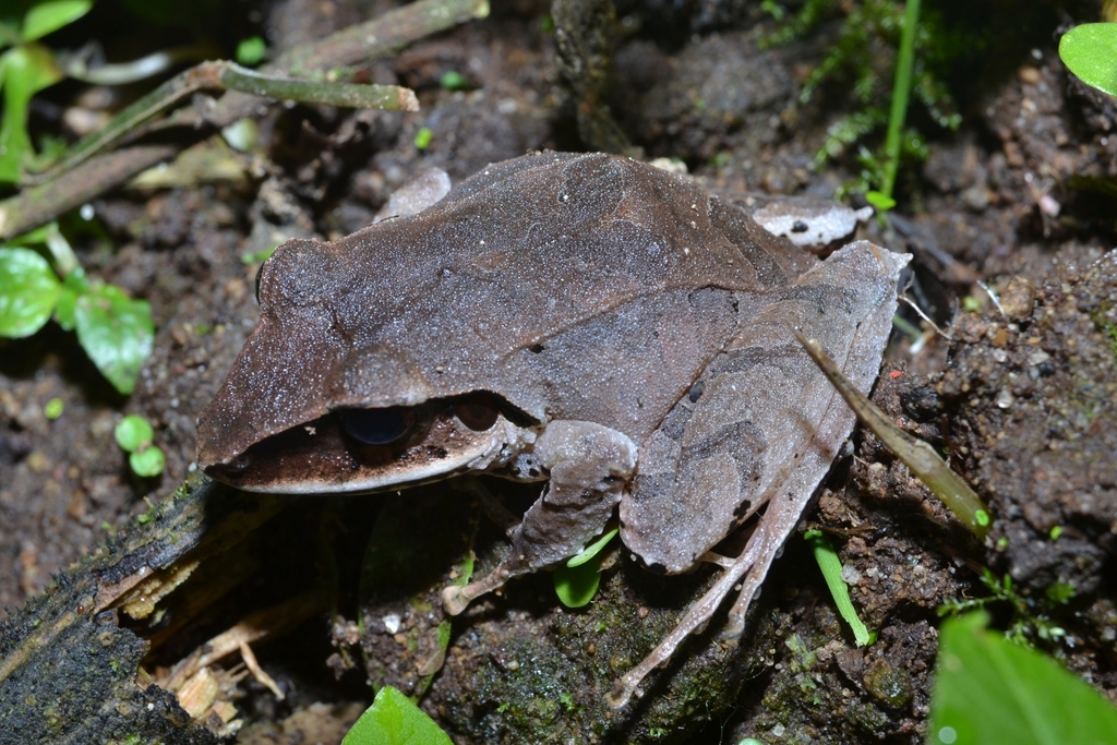 Northern Cordilleras Robber Frog