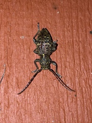 Plectrura spinicauda