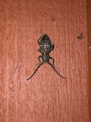 Plectrura spinicauda