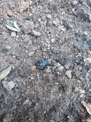 Pachycoris