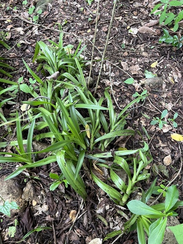 Eulophia taitensis