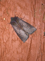 Orthosia transparens