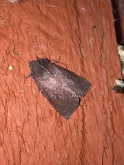 Orthosia transparens