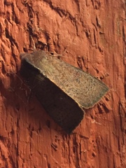 Orthosia transparens