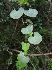 Cissampelos torulosa