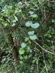 Cissampelos torulosa