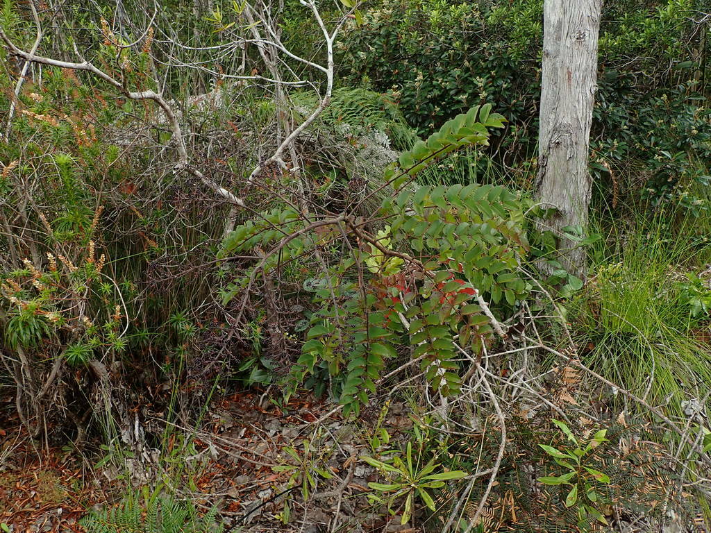 Polyscias pancheri
