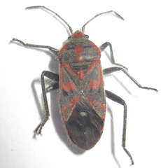 Graptostethus