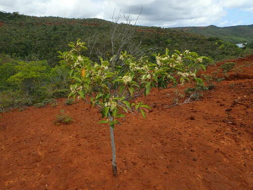 Stenocarpus trinervis observed 2023-11-25