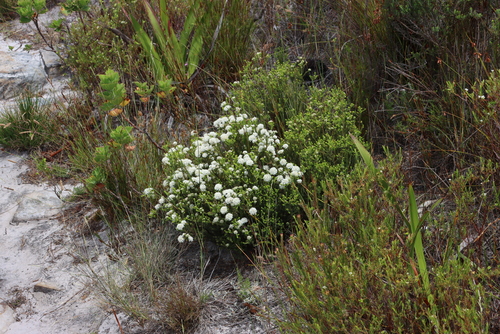 Image of Agathosma capensis by (c) Tony Rebelo, some rights reserved (CC BY-SA)