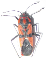 Spilostethus macilentus