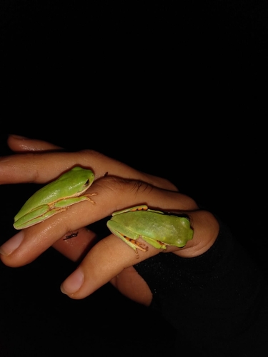 Northern Orange-legged Leaf Frog