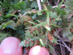 Polystichum cystostegium