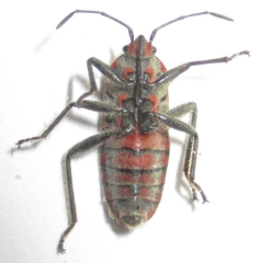 Graptostethus