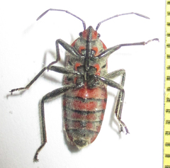 Graptostethus