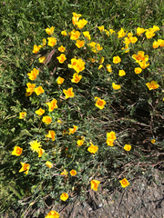 Eschscholzia californica maritima