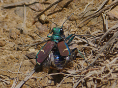 Cicindela splendida