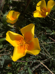 Eschscholzia californica maritima
