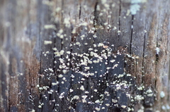 Hypocenomyce scalaris