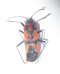 Spilostethus macilentus