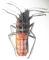 Spilostethus macilentus