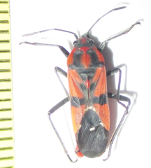 Spilostethus macilentus