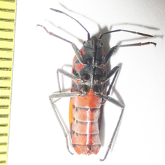 Spilostethus macilentus