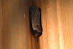 Bityla defigurata