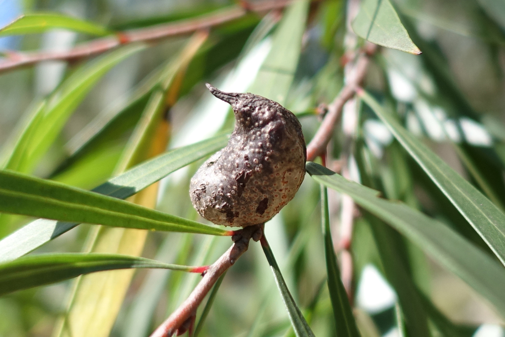 Tree Hakea