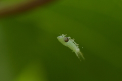 Siphanta acuta
