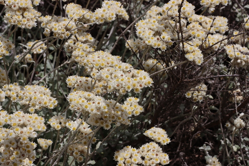 Image of Helichrysum pandurifolium by (c) Tony Rebelo, some rights reserved (CC BY-SA)