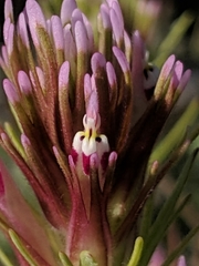 Castilleja brevistyla