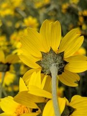 Monolopia lanceolata