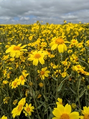 Monolopia lanceolata