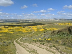 Monolopia lanceolata