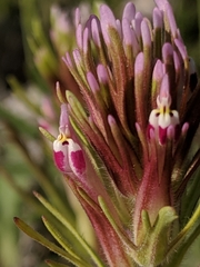 Castilleja brevistyla