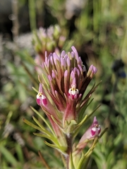 Castilleja brevistyla